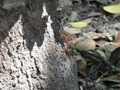 Placosternus erythropus