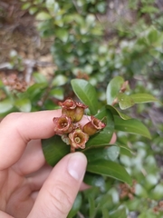 Metrosideros fulgens