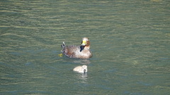 Tachyeres patachonicus