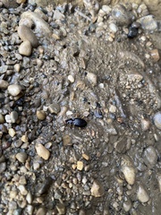 Nebria lacustris