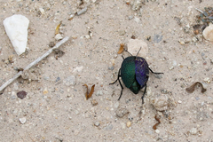 Cysteodemus wislizeni