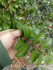 Metrosideros fulgens