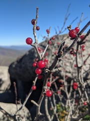 Ilex