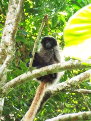 Callicebus nigrifrons
