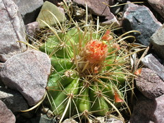 Parodia maassii
