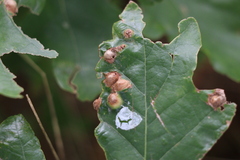 Callirhytis quercusfutilis