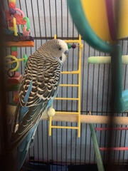 Melopsittacus