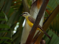 Tyrannus albogularis