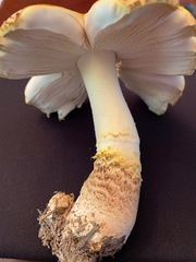 Amanita persicina