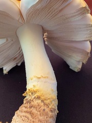 Amanita persicina