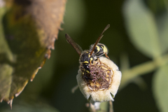 Ancistrocerus bustamente