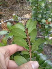 Metrosideros fulgens