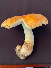 Amanita persicina