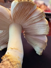Amanita persicina