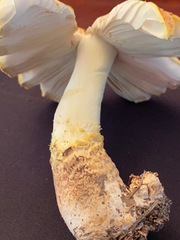Amanita persicina