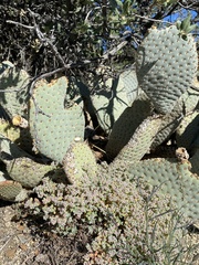 Opuntia basilaris basilaris