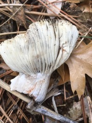 Russula densifolia