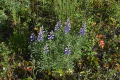 Lupinus sericeus