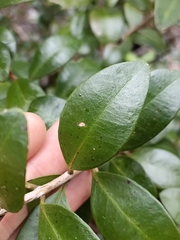 Metrosideros fulgens