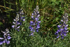 Lupinus sericeus