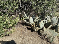 Opuntia basilaris basilaris