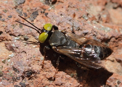 Tachysphex obscuripennis