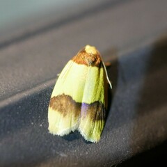 Heterallactis euchrysa