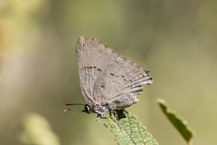 Parrhasius polibetes