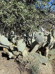 Opuntia basilaris basilaris
