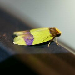 Heterallactis euchrysa