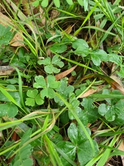 Oxalis debilis