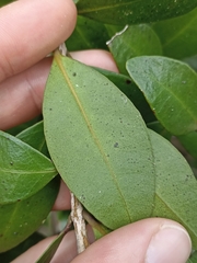 Metrosideros fulgens