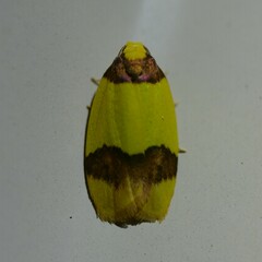 Heterallactis euchrysa