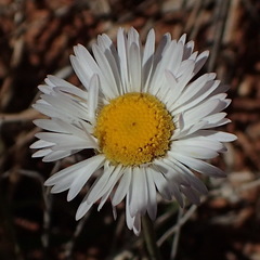 Erigeron modestus
