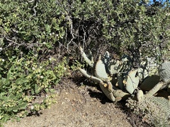 Opuntia basilaris basilaris