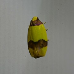 Heterallactis euchrysa