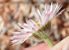 Erigeron modestus