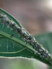 Brachymyrmex obscurior