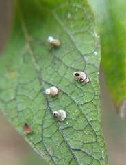 Celticecis aciculata