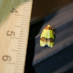 Heterallactis euchrysa