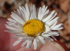 Erigeron modestus