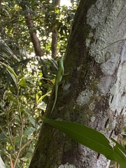 Anolis evermanni
