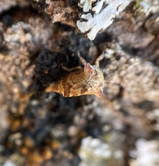 Telamonanthe pulchella