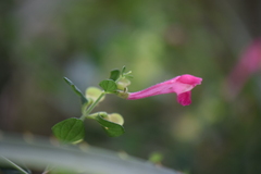 Scutellaria suffrutescens
