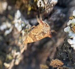 Telamonanthe pulchella