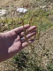 Bouteloua curtipendula