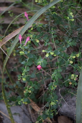 Scutellaria suffrutescens