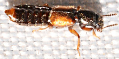 Bledius