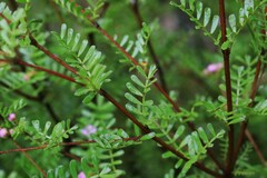 Boronia microphylla