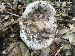 Lactarius argillaceifolius
